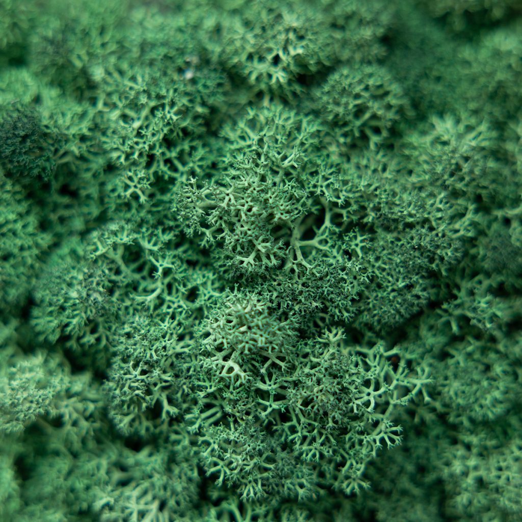 Close-up van WoodUpp gestabiliseerd rendiermos: dicht opeengepakte, bolvormige, fijn vertakte moskussentjes in uiteenlopende groentinten, gebruikt op decoratieve moswanden en WoodUpp-panelen. Textuur is sponsachtig en korrelig met takachtige vertakkingen. Het mos behoudt langdurig kleur, is onderhoudsarm en duurzaam, geeft natuurlijke accenten.