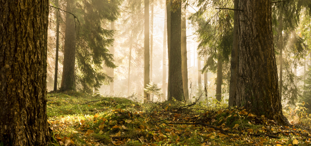 A forest with sunshine ligthing through the top and onto the forest floor